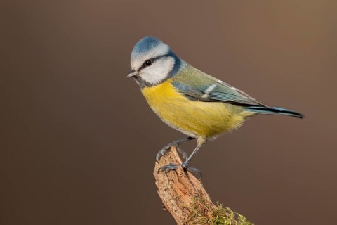 Eurasian Blue Tit (Cyanistes caeruleus), Lower Saxony, Germany