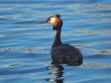 Great Crested Grebe (Podiceps cristatus)
