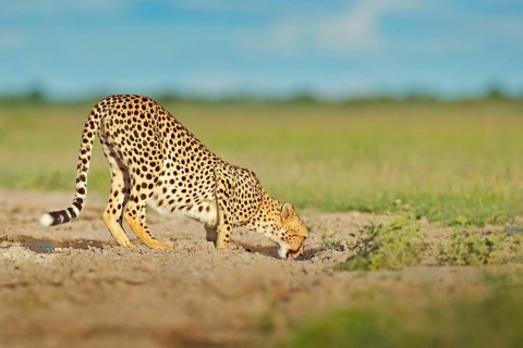 Cheetah in grass, blue sky with clouds. Spotted wild cat in nature habitat. Cheetah, Acinonyx