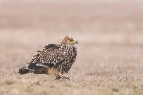 Eastern Imperial Eagle (Aquila heliaca) juvenile, Hungary