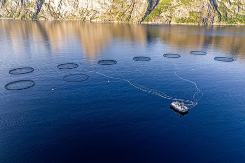 Aerial view of a salmon farm, aquaculture in the Mefjord on Senja island, Senja, Norway