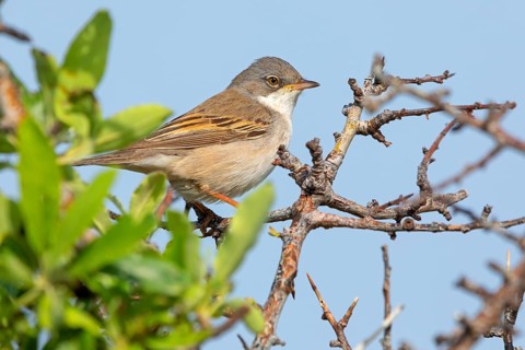 Common whitethroat (Sylvia communis), Fauvette grisette, Curruca Zarcera, Songbird, Shrub Wren,
