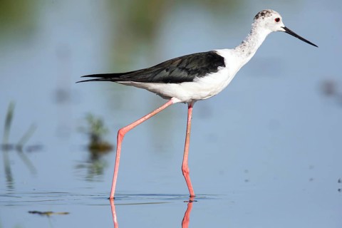 Stilt walkers looking for food, (Himantopus himantopus), Hungary