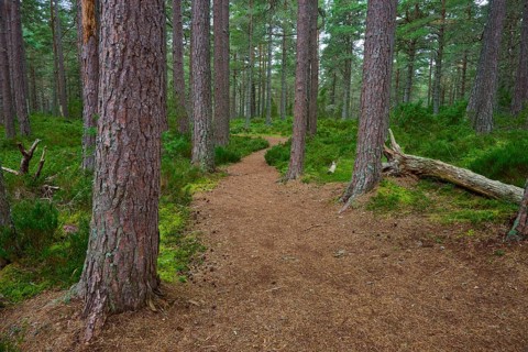 Narrow path through a pine forest surrounded by green moss, Loch Garden, Nethy Bridge, Scotland,