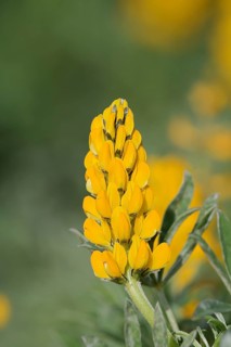 Yellow lupin (Lupinus luteus), inflorescence, Algarve, Portugal