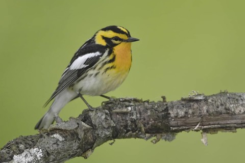 Blackburnian Warbler (Setophaga fusca) male, Ontario, Canada
