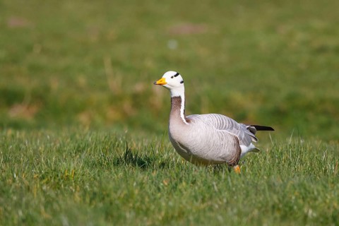 Bar-headed Goose (Anser indicus), Netherlands