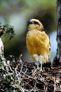 Hawaiian Hawk, 'Io, endangered