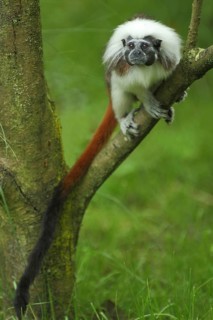 Liszt's (callitrichidae) monkey, branch, tail, long, pinché monkey, monkey, tamarin (saguinus),