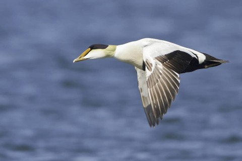 Common Eider (Somateria mollissima) male flying, Manitoba, Canada
