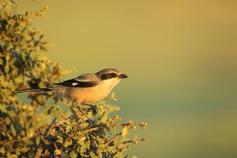 Mediterranean Grey Shrike (Lanius meridionalis), Embalse de Guadiloba, Caceres, Extremadura, Spain