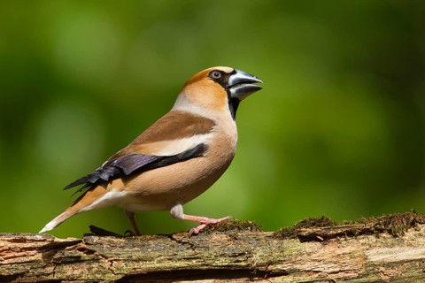 Hawfinch (Coccothraustes coccothraustes) male, Utrecht, Netherlands