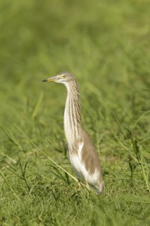 Chinese Pond Heron (Ardeola bacchus), Phetchaburi, Thailand