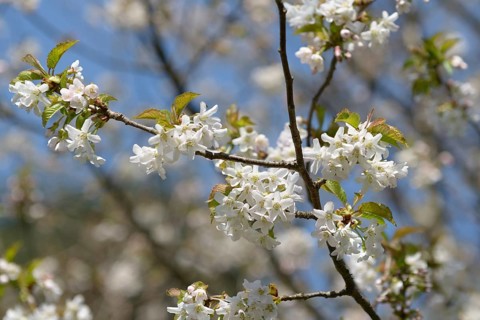 Ornamental cherry (Prunus × schmittii), HBLFA Vienna-Schönbrunn, Austria