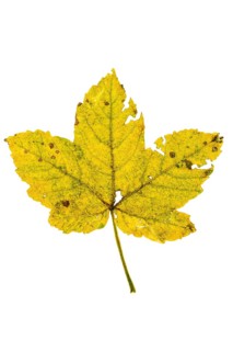 Autumn leaf, Vechta, Lower Saxony, Germany