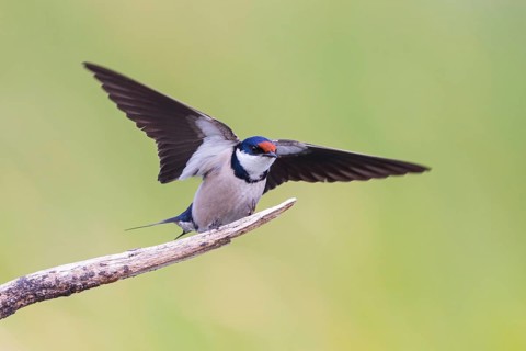 White-throated Swallow, (Hirundo albigularis), Swallow family, Animals, Birds, Swallow, perch,
