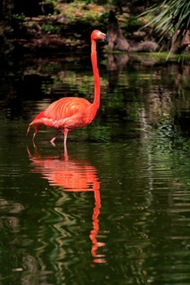 Cuban Flamingo (Phoenicopterus ruber), Red Flamingo, adult, in the water, foraging, captive, South