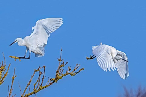 Two little egrets (Egretta garzetta) in flight, landing and taking off from tree in late winter,