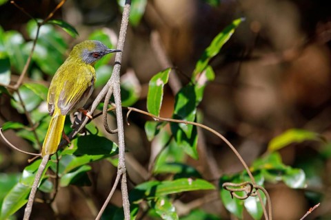 Yellow-bellied warbler, (Apalis flavida), animals, birds, perch, biotope, habitat, songbird family,