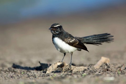 Willie Wagtail (Rhipidura leucophrys) juvenile, Victoria, Australia