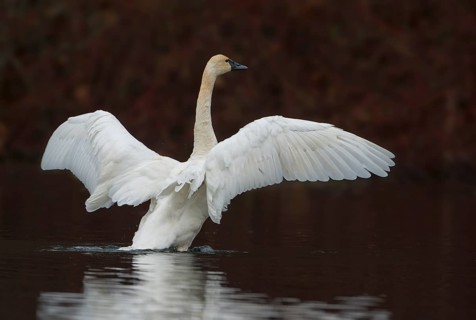 Tundra Swan (Cygnus columbianus)