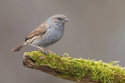 Dunnock (Prunella modularis) perched on a branch, Poland