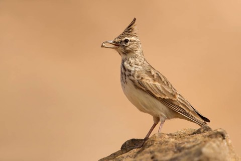 Thekla Lark (Galerida theklae), Morocco