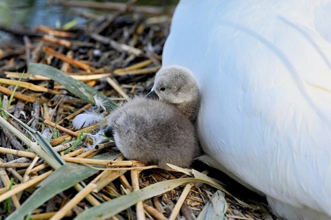 Mute swan (Cygnus olor), chick sitting on nest, Cham, Lake Zug, Canton Zug, Switzerland