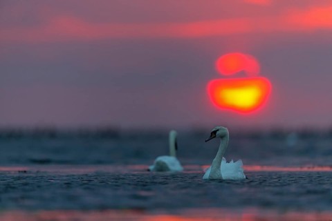 Höckerschwan, Mute Swan, Cygnus olor, Cygne tuberculé, Cisne Vulgar
