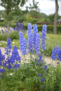 Delphinium (Delphinium 'Atlantis'), IGS Hamburg 2013, Hamburg, Hamburg, Germany