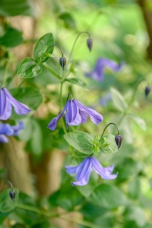 Clematis viticella, An den Dorfwiesen 9, Federal Republic of Germany