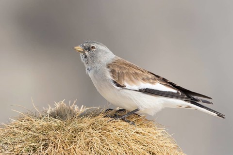White-winged Snowfinch (Montifringilla nivalis), Valais, Switzerland