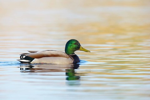 Mallard, (Anas platyrhyncho), drake, male, swims, waters, duck birds, NSG Wagbachniederung,