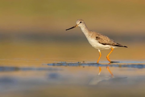 Terek sandpiper, (Xenus cinereus), animal, animals, bird, birds, snipe family, snipe, biotope,