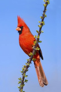 Northern Cardinal Cardinalis cardinalis superbus Tucson, ARIZONA, United States 1 March Adult Male