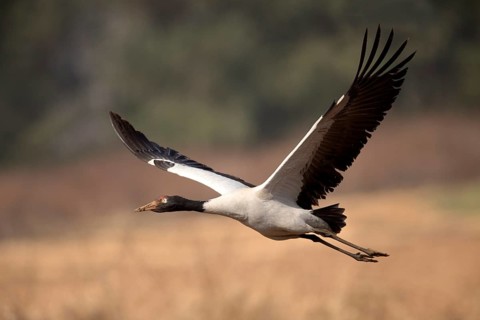 Black-necked Crane (Grus nigricollis) flying, Yunnan, China