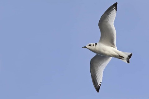 Black-legged Kittiwake (Rissa tridactyla tridactyla) juvenile flying, North Sea, Germany