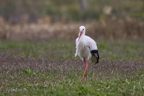 White Stork (Ciconia ciconia) foraging, North Rhine-Westphalia, Germany