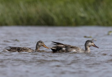 Gadwall (Mareca strepera) pair, Schleswig-Holstein, Germany