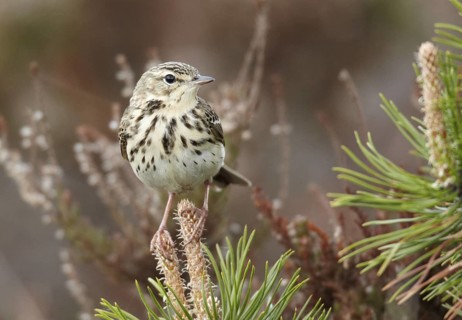 Tree Pipit (Anthus trivialis), Ringkoebing Fjord, Loenborg Hede, Denmark