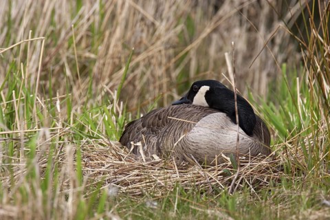 Canada Goose (Branta canadensis), British Columbia, Canada