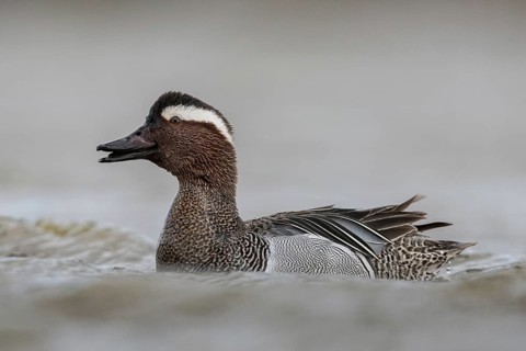 Garganey (Spatula querquedula) male, Schleswig-Holstein, Germany