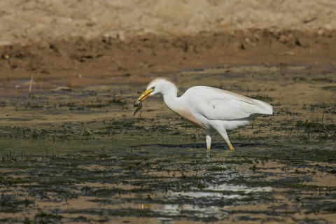 Western Cattle Egret (Bubulcus ibis) with fish prey in beak, Spain