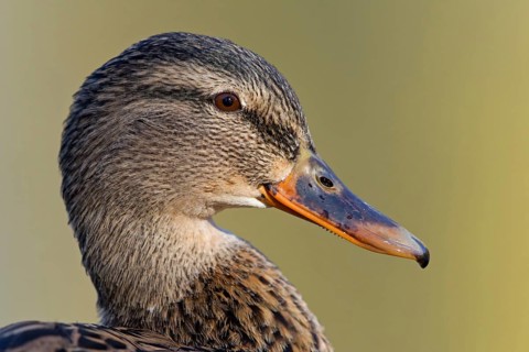 Mallard, (Anas platyrhynchos), animals, duck birds, portrait, female, sideways, Luisenpark,