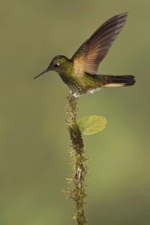 Buff-tailed Coronet (Boissonneaua flavescens), Ecuador