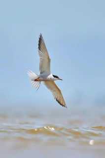 Elegant tern (Thalasseus elegans) flying in the sky above the sea, hunting, ebro delta, Catalonia,