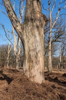 An oak forest as natural burial grave site, Friedwald, Reinhardswald Forest, Weser Uplands,