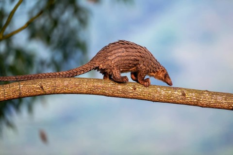 Pangolin climbing a tree, white-bellied pangolin (Phataginus tricuspis, Manis tricuspis), Western