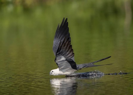 Swallow-tailed Kite (Elanoides forficatus) drinking in flight, Florida, USA