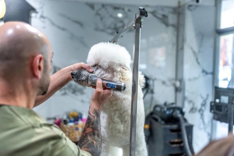 Professional groomer providing pet care service, using electric clippers to trim a white poodle's